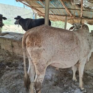 منگیانی کیٹل فارم Mangyani cattle farm