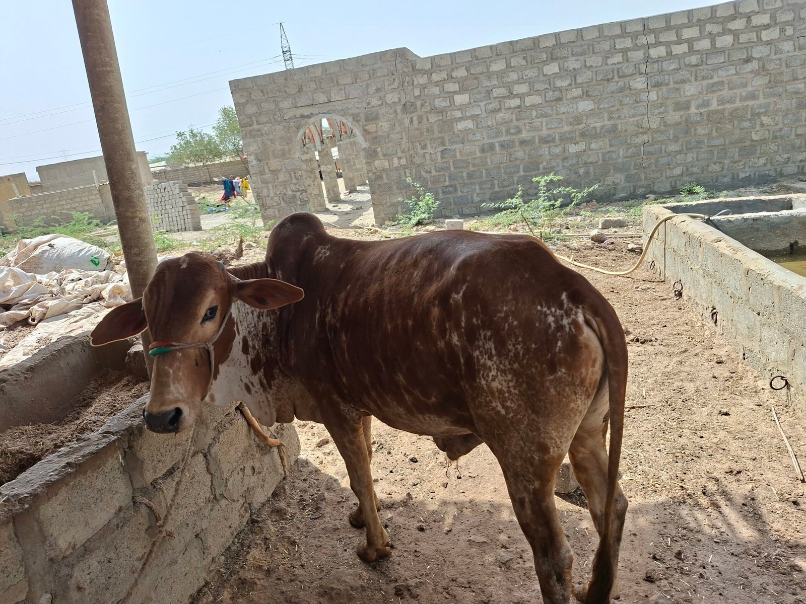 ساہیوال بچھڑے 2دانت بیل 